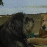 Mac and Marley