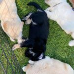 Puppies3