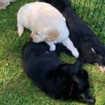 Puppies