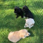 Puppies1
