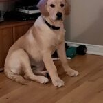Tucker