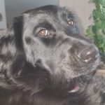 Mazzie