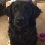 Mazzie